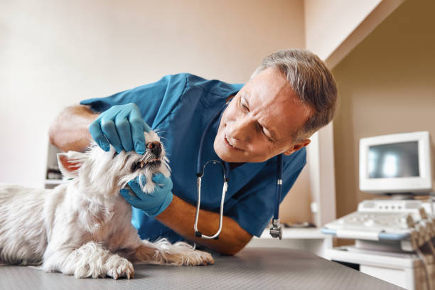Best After-Hours Emergency Dentist in Bellevue, MI